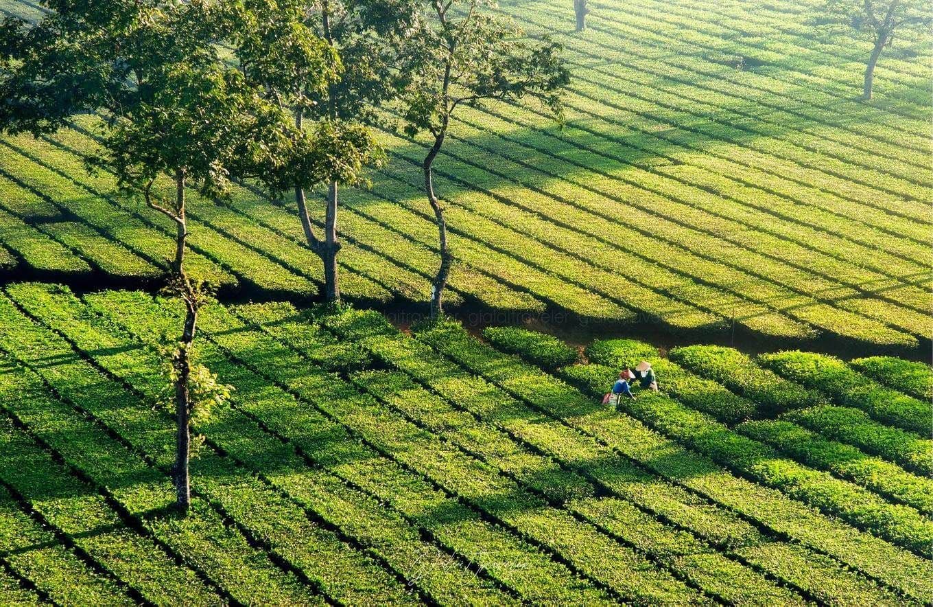 Biển Hồ Chè 5