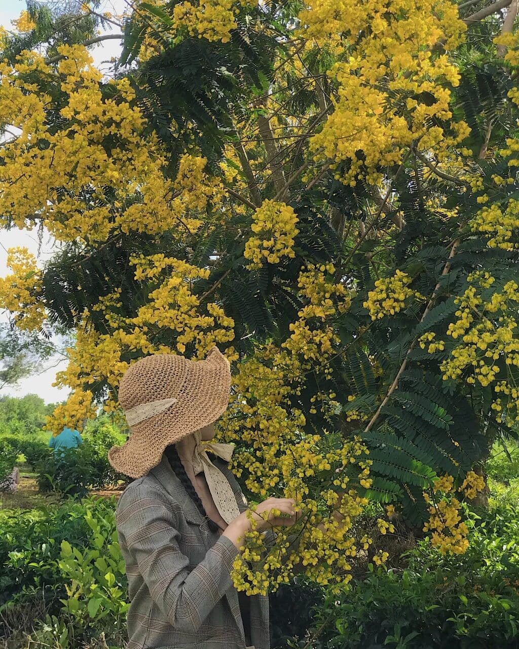 Đồi Chè Bàu Cạn 3