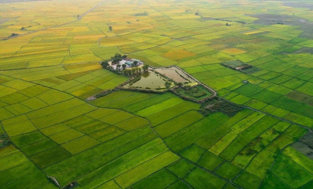Cánh đồng Ngô Sơn 2