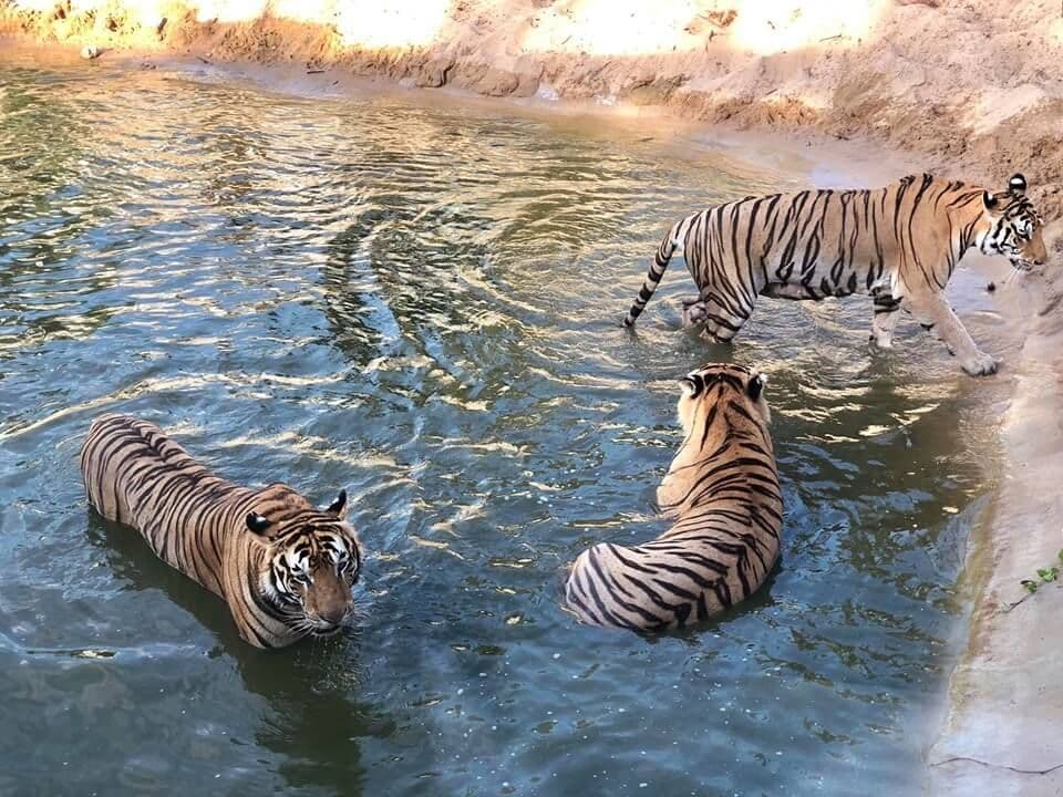 FLC Zoo Safari Quy Nhơn 9