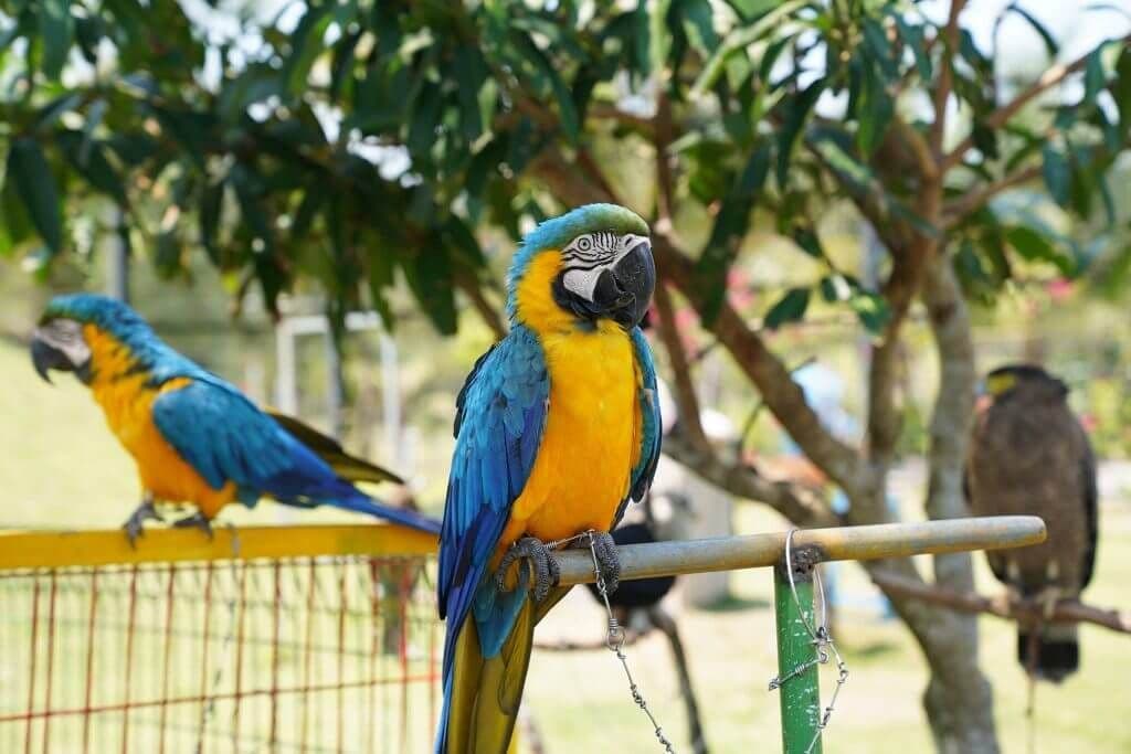 FLC Zoo Safari Quy Nhơn 6