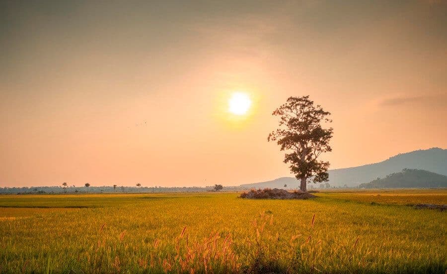 Cánh đồng Ngô Sơn 5