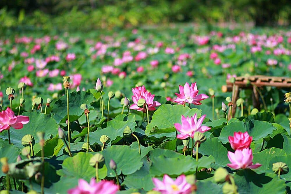 Cánh đồng sen Phú Thiện 3