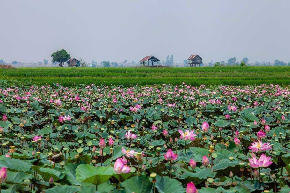 Cánh đồng sen Phú Thiện 6