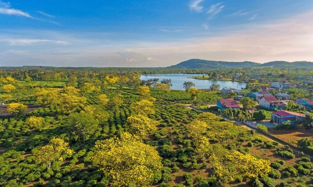 Đồi Chè Bàu Cạn 7