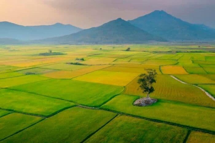 Cánh đồng Ngô Sơn 6