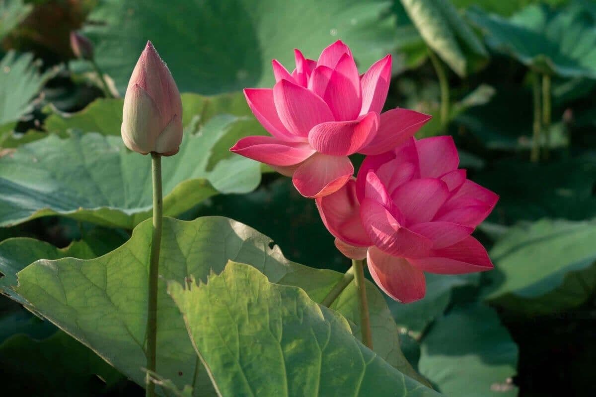 Cánh đồng sen Phú Thiện 1