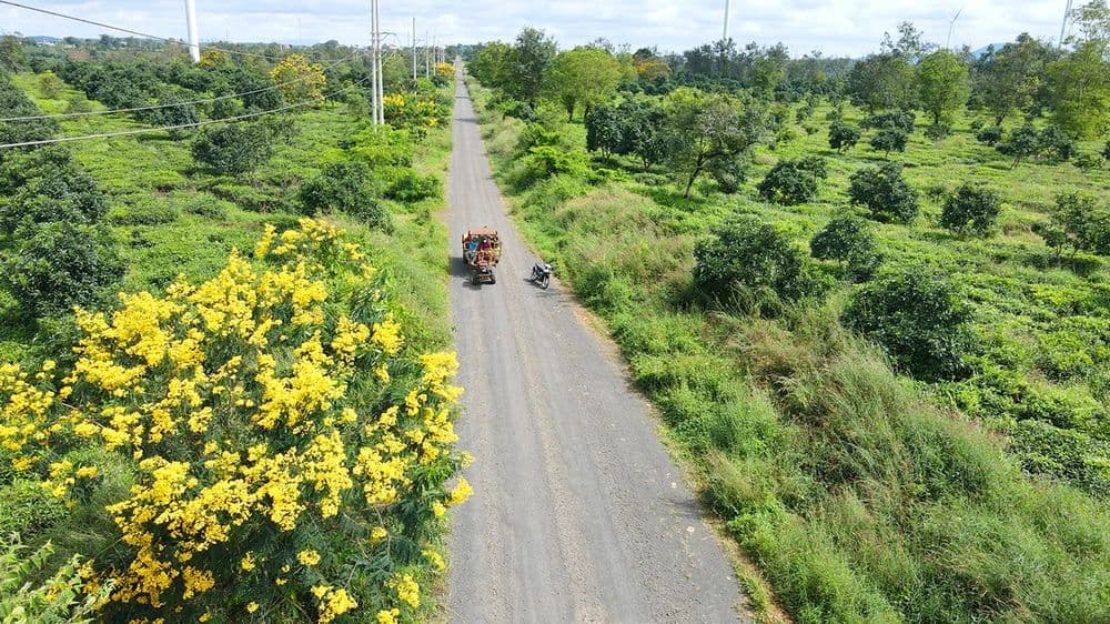Đồi Chè Bàu Cạn 1
