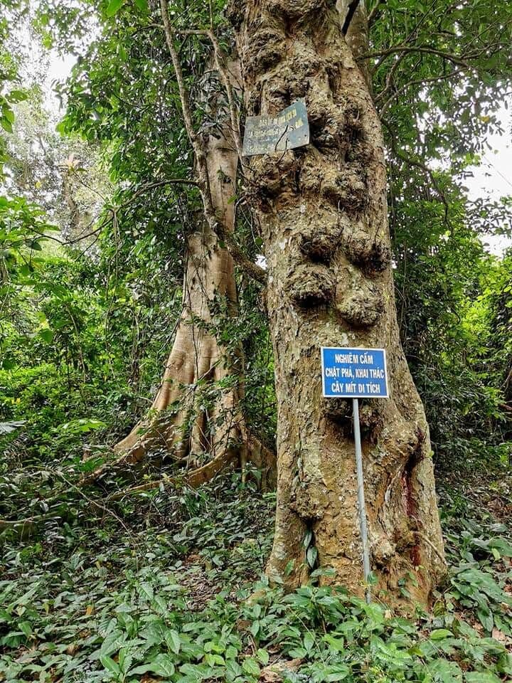 Vườn mít, Cánh đồng Cô Hầu 6