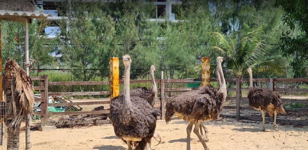 FLC Zoo Safari Quy Nhơn 4