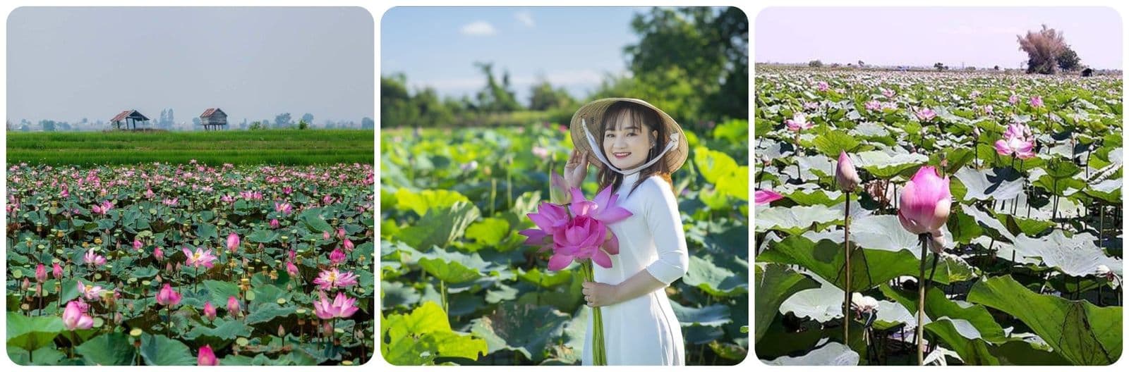 Cánh đồng sen Phú Thiện 5