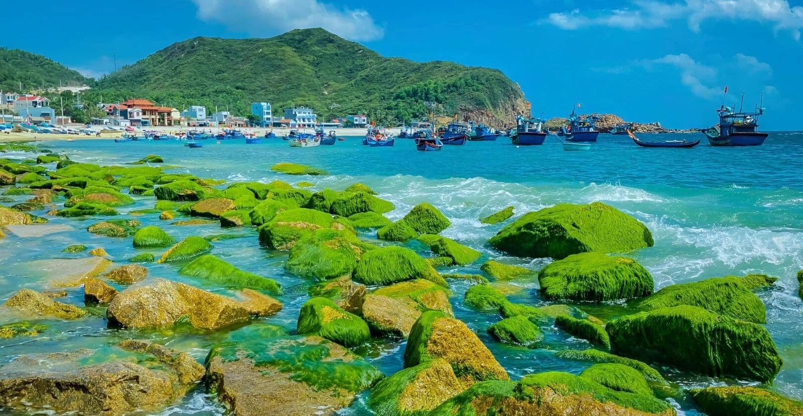 Bãi rêu Nhơn Hải 6