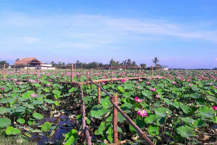 Cánh đồng sen Phú Thiện 2