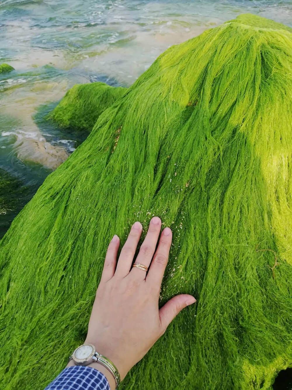 Bãi rêu Nhơn Hải 4