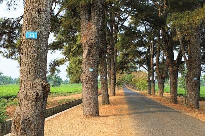 Hàng thông trăm tuổi 7