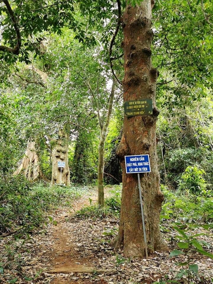 Vườn mít, Cánh đồng Cô Hầu 3