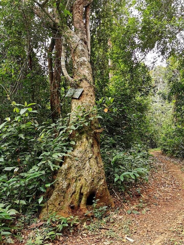 Vườn mít, Cánh đồng Cô Hầu 5