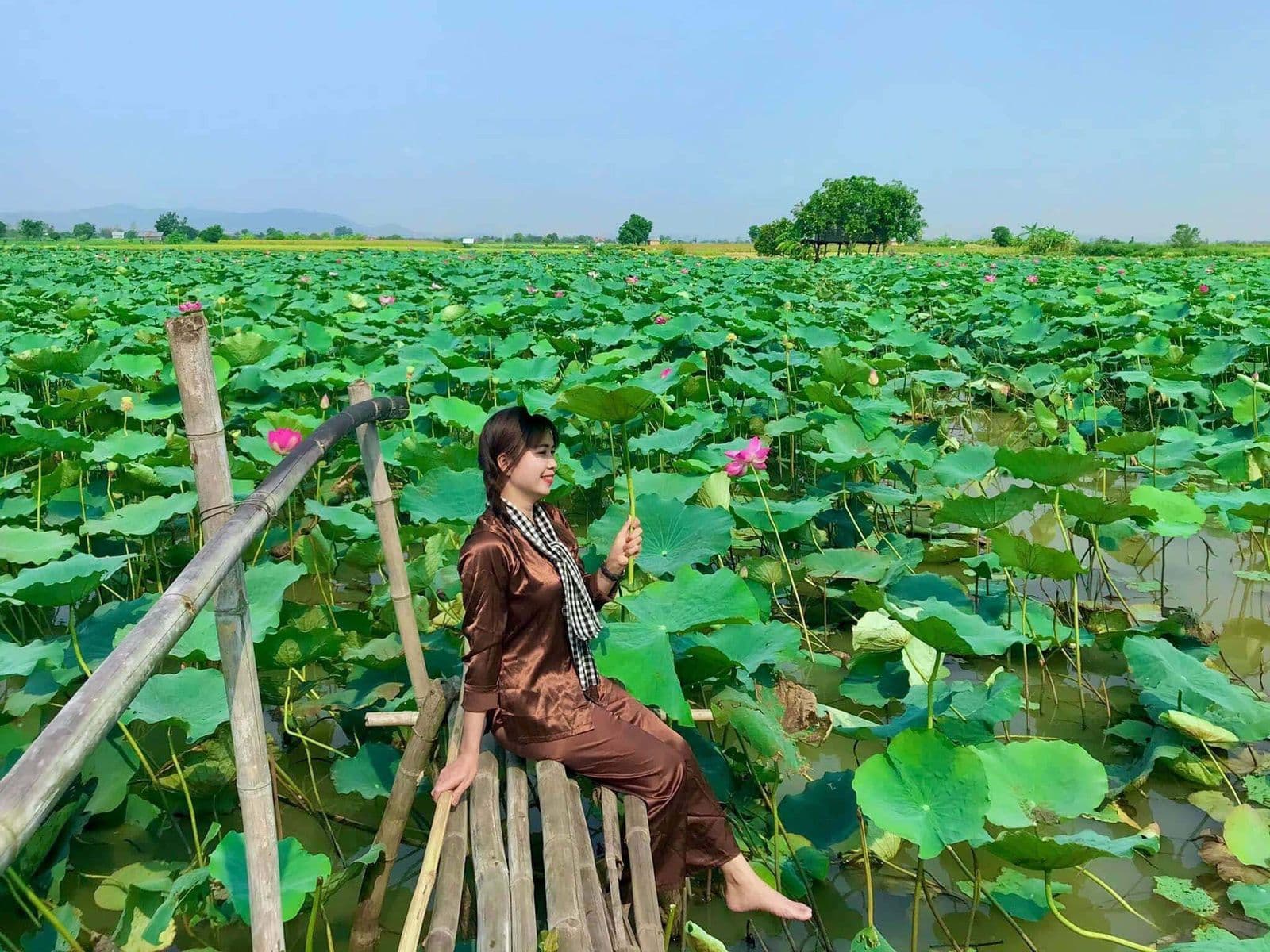 Cánh đồng sen Phú Thiện 4