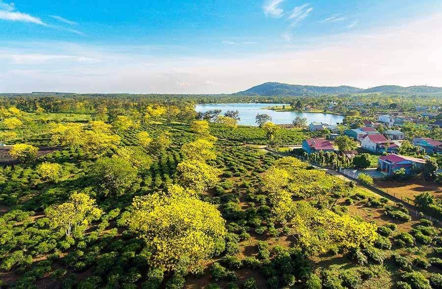 Đồi Chè Bàu Cạn 2