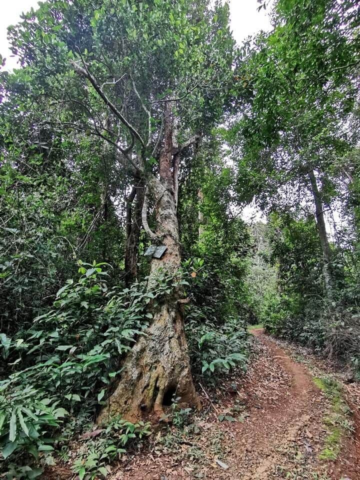 Vườn mít, Cánh đồng Cô Hầu 4