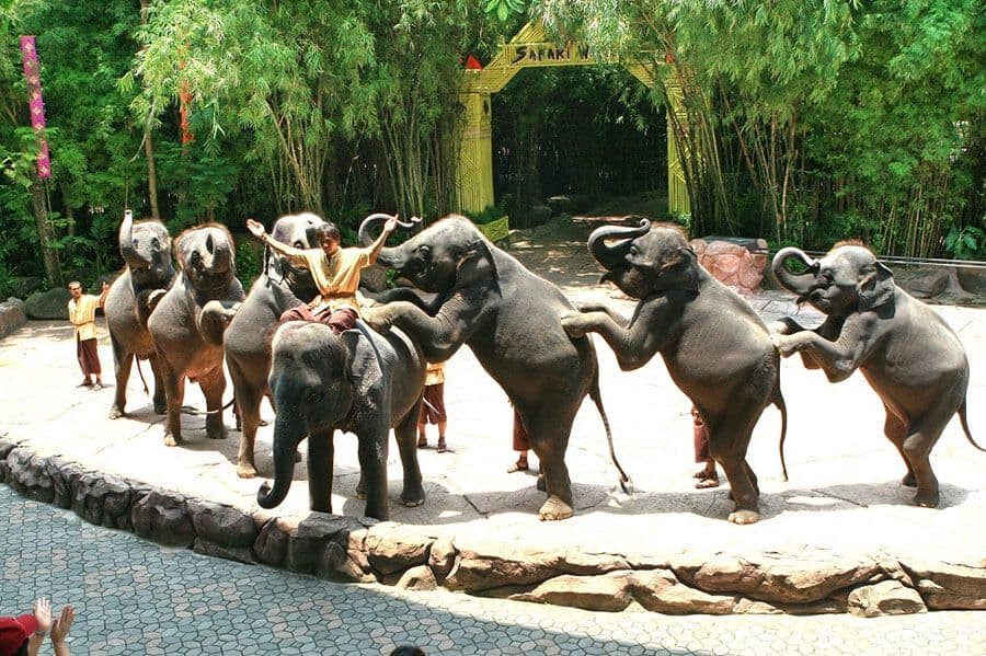FLC Zoo Safari Quy Nhơn