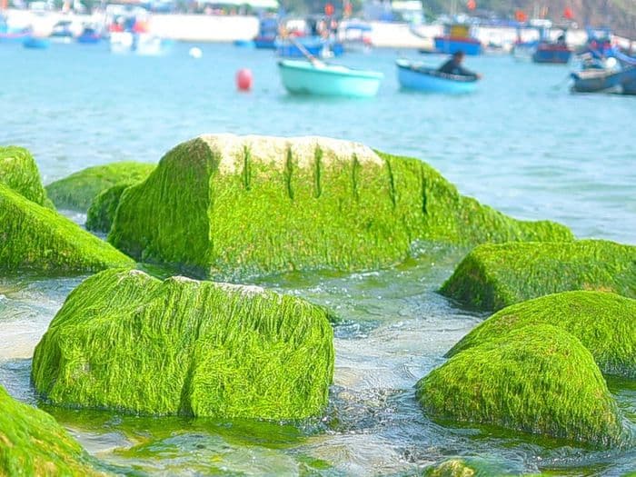 Bãi rêu Nhơn Hải